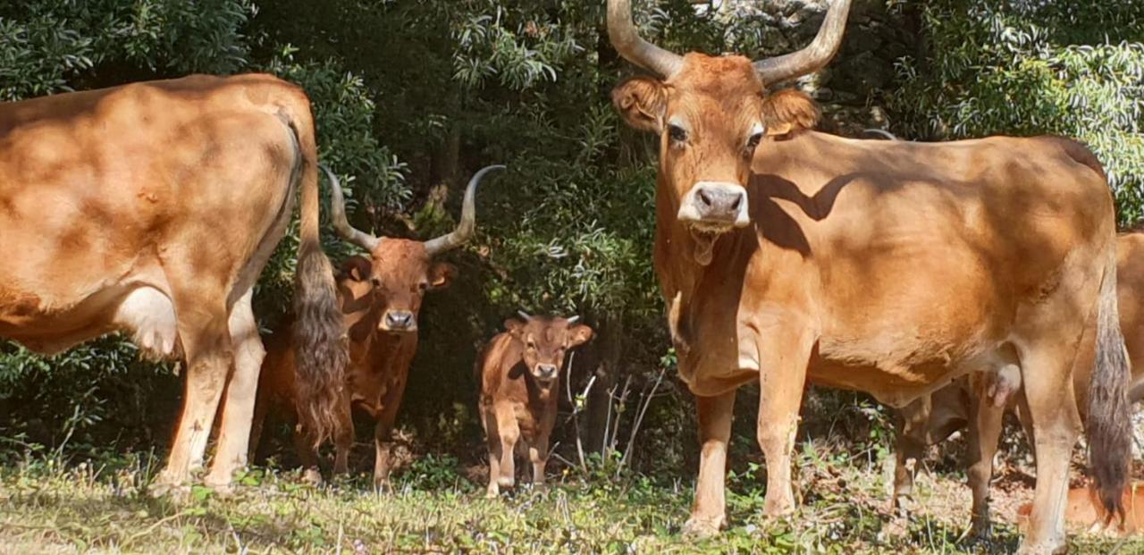 Appartamento Quinta da Quinta Vieira do Minho Esterno foto